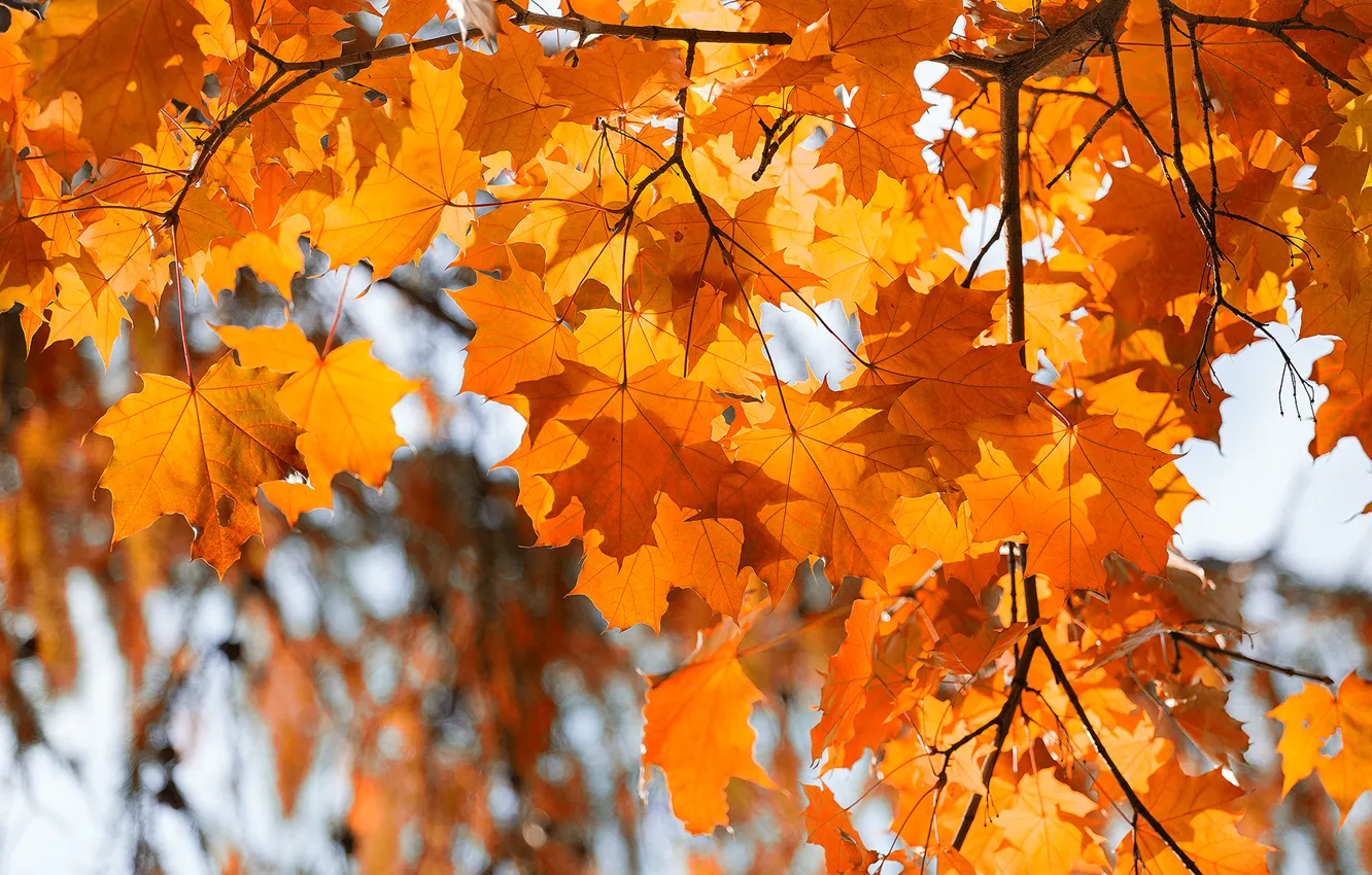 Фото обои осень, красное, листва, ветка