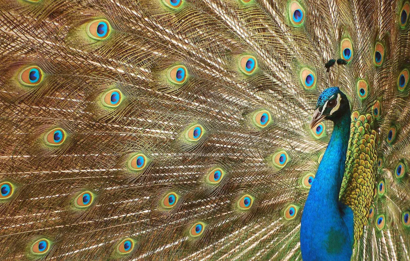 Фото обои глазки, перья, хвост, павлин, beautiful bird wallpapers, красивая птица, роскошное оперение, digital art