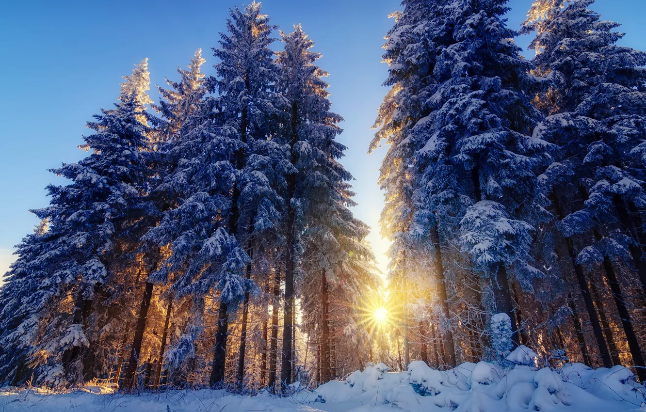 Фото обои зима, лес, лучи, свет, снег, деревья, природа, ёлки