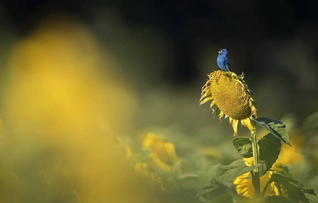 Фото обои подсолнухи, цветы, синий, природа, темный фон, птица, боке, размытый фон