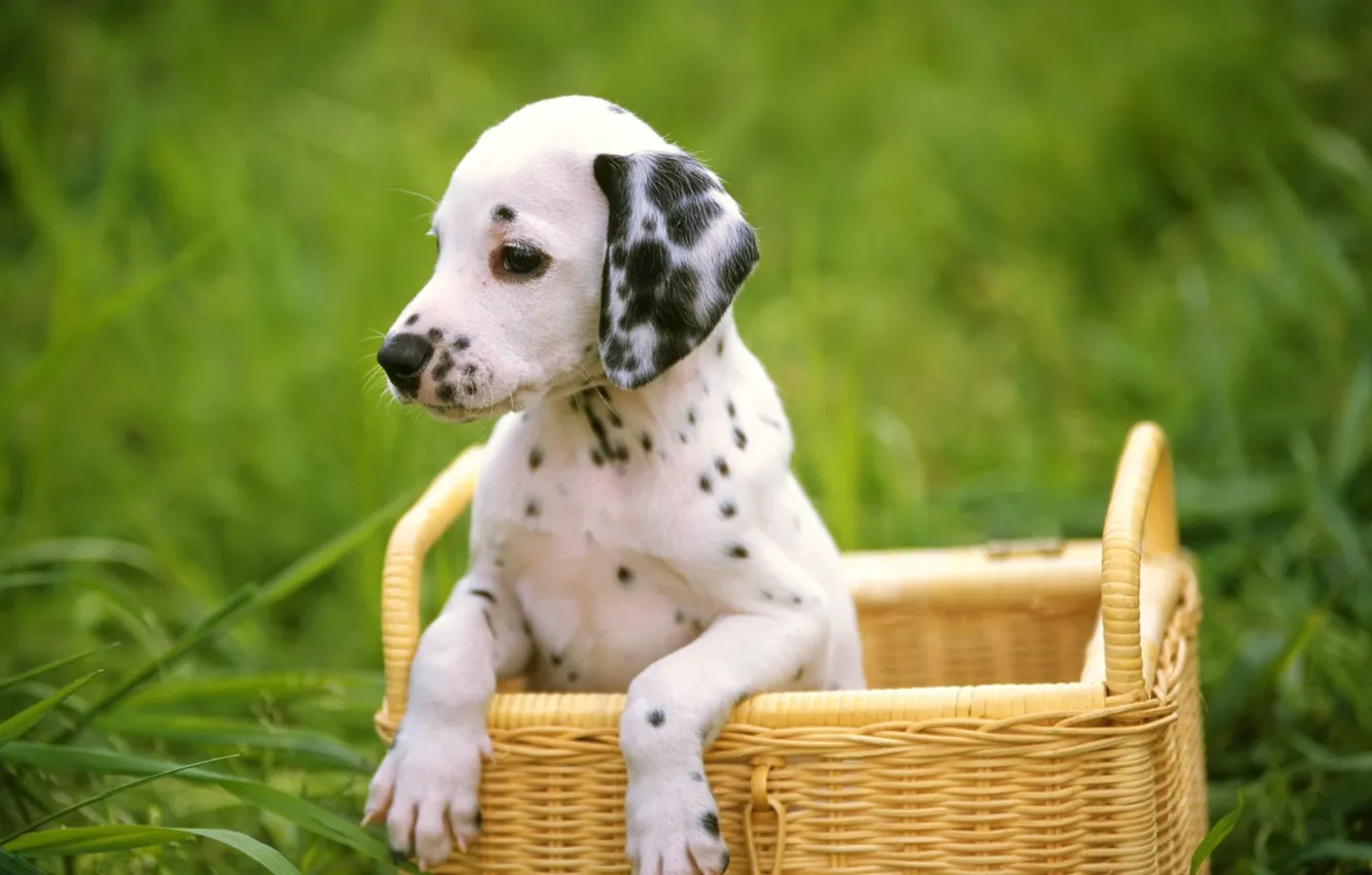 Фото обои трава, собака, щенок, далматинец, dog, dalmatian
