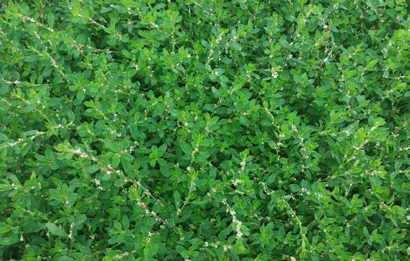 Фото обои трава, зеленая, спорыш