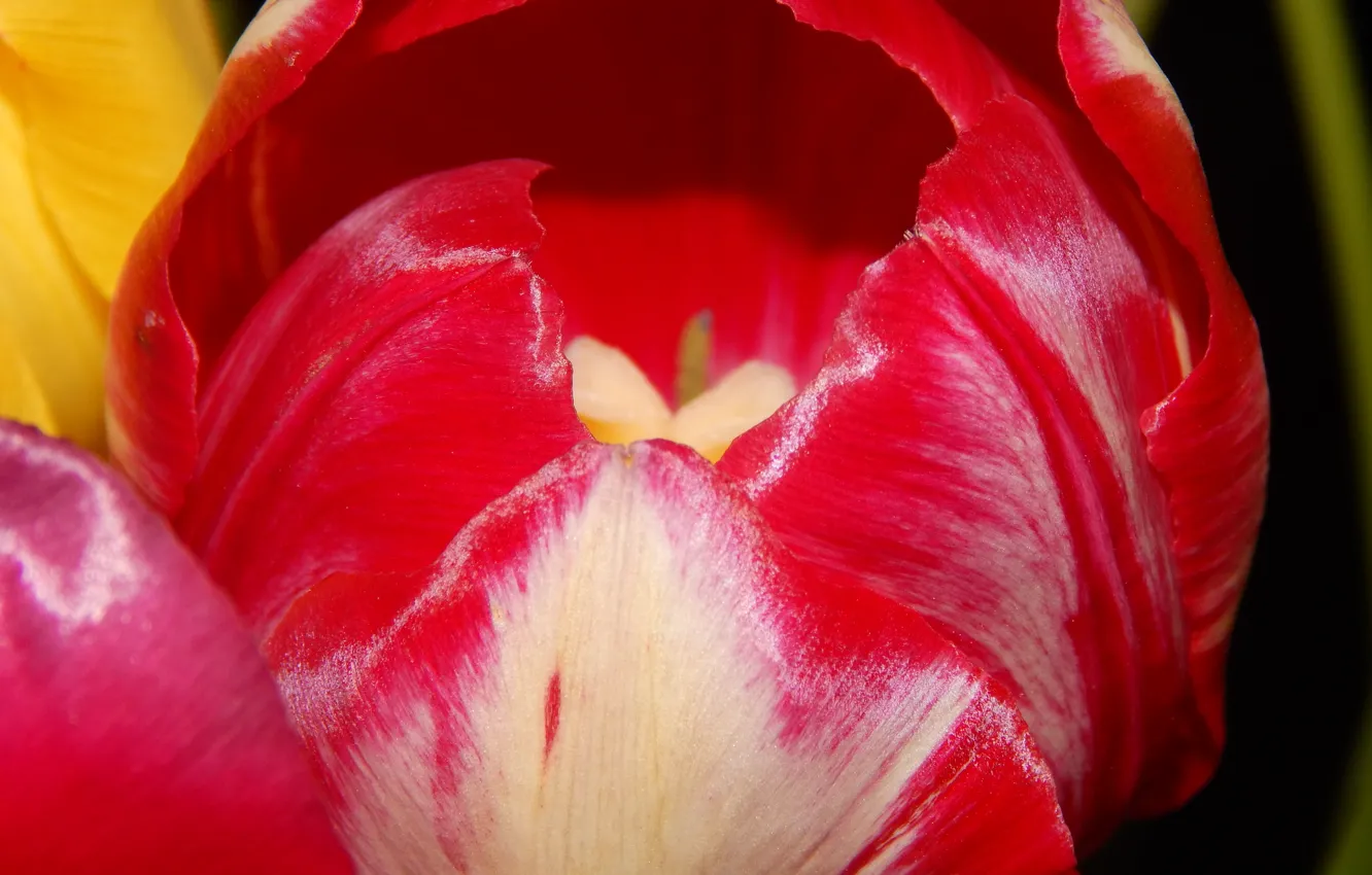 Фото обои цветок, красный, тюльпан