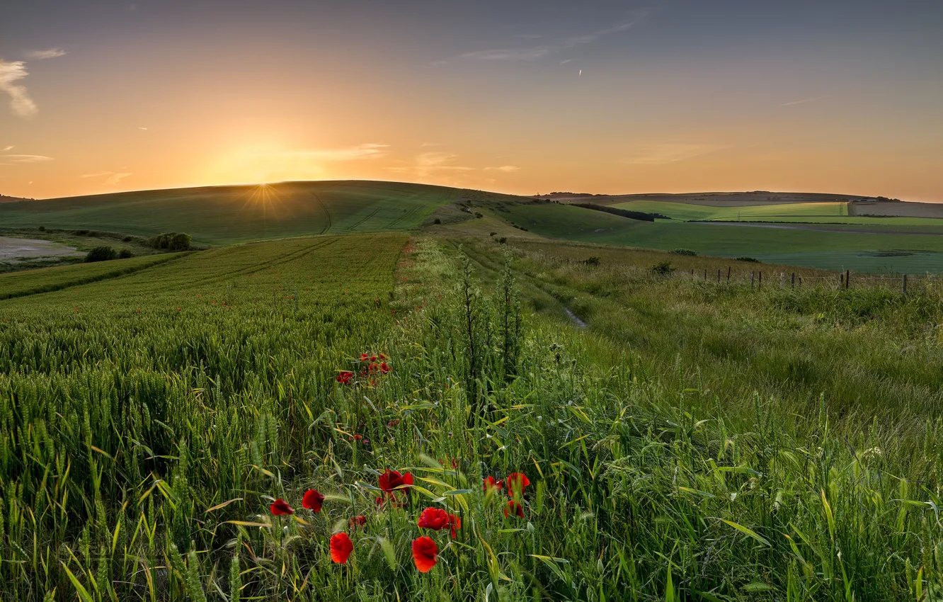 Фото обои поле, лето, закат, маки