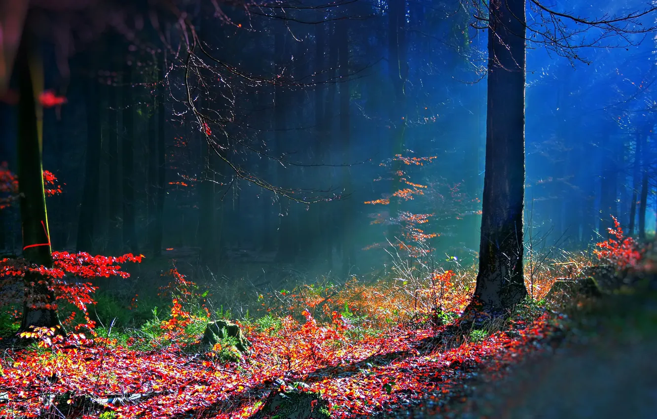 Фото обои осень, лес, bosque hdr