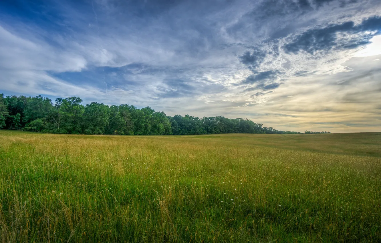 Фото обои поле, небо, трава, облака, деревья, сумерки, сельская местность