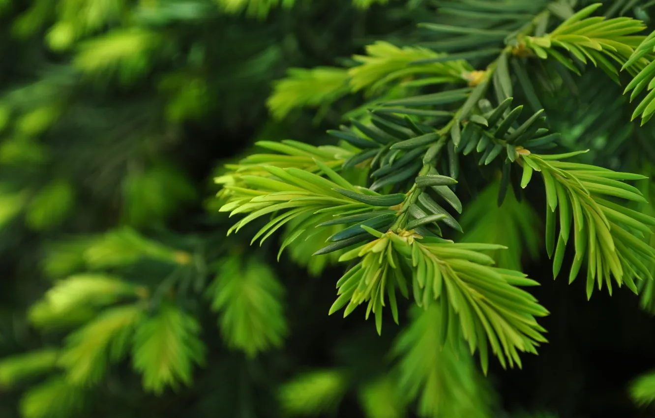 Фото обои природа, ветка, close up, green pine