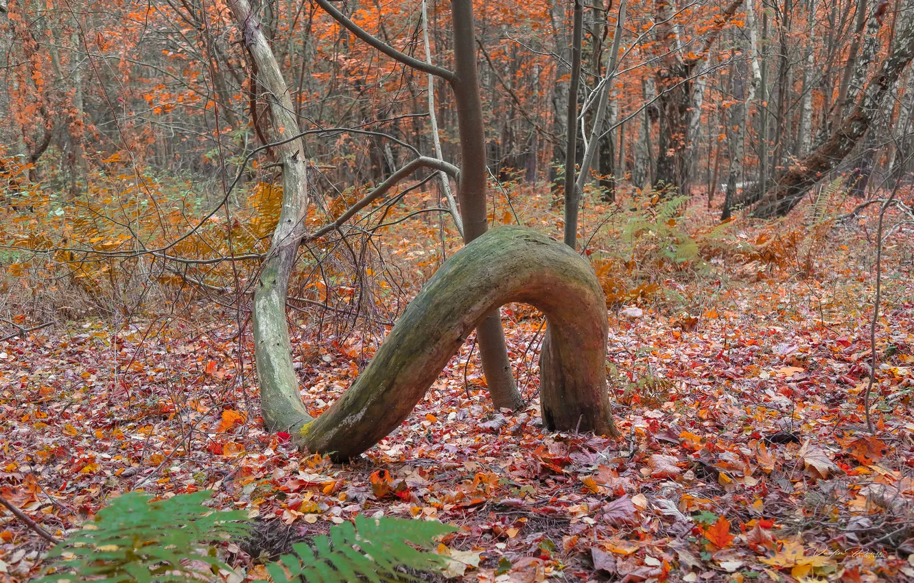 Фото обои forest, leaves, tree, form