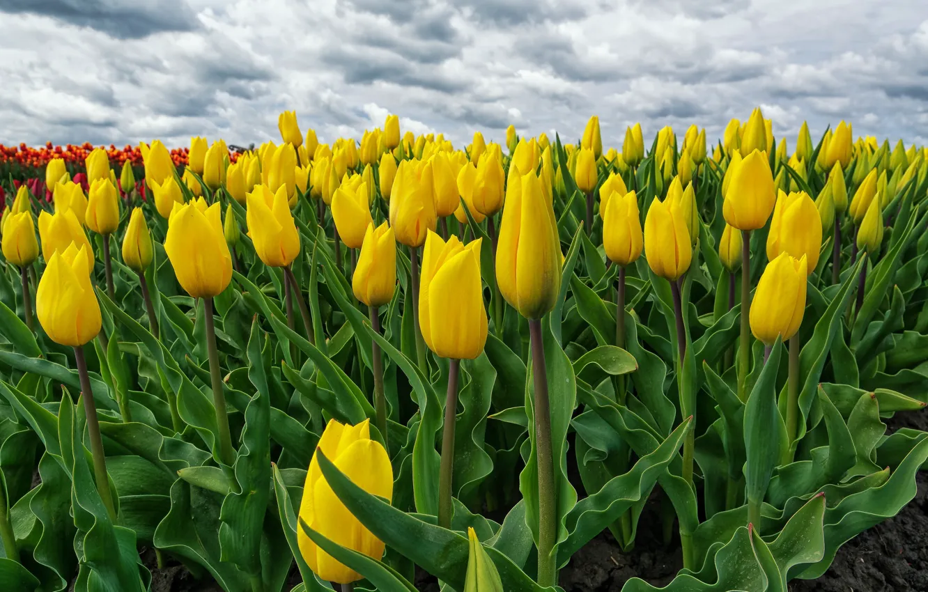 Фото обои поле, тюльпаны, Нидерланды, жёлтые, Голландия