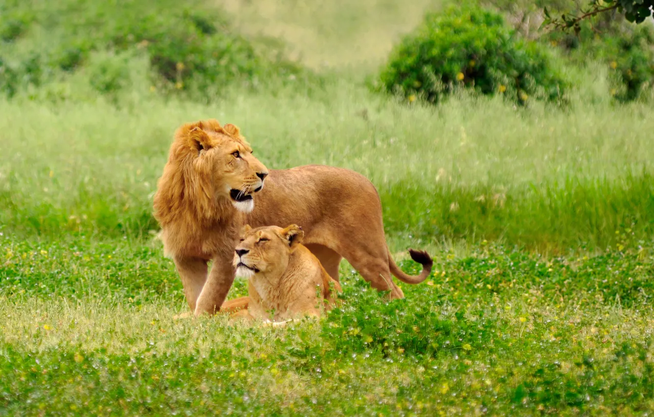 Фото обои трава, кошки, природа, поляна, хищники, лев, львица