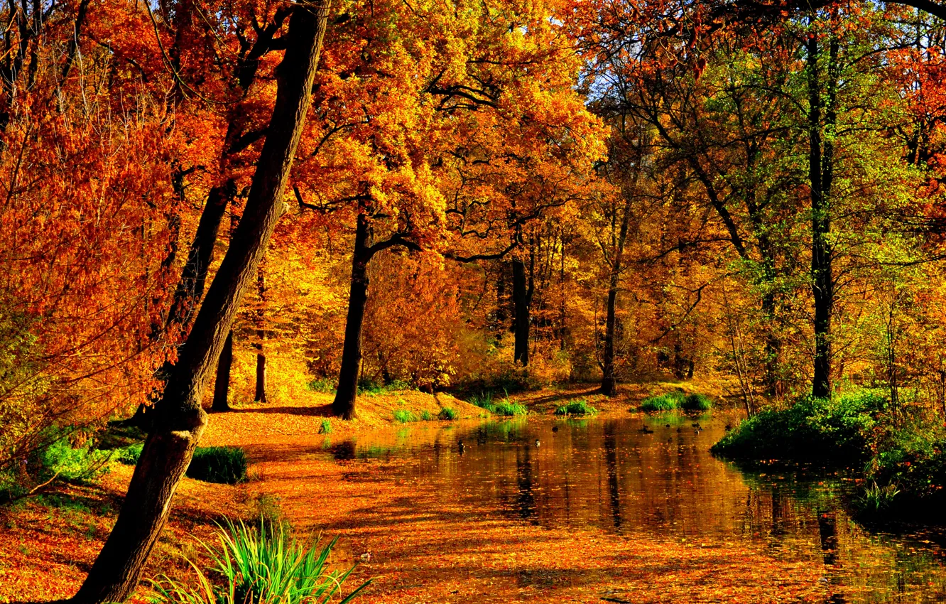 Фото обои осень, листья, вода, солнце, деревья, пруд, парк, желтые