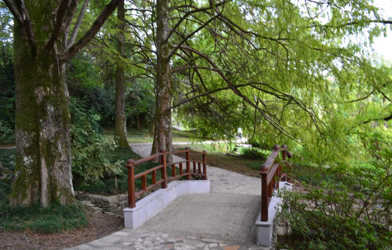 Фото обои деревья, парк, Сочи