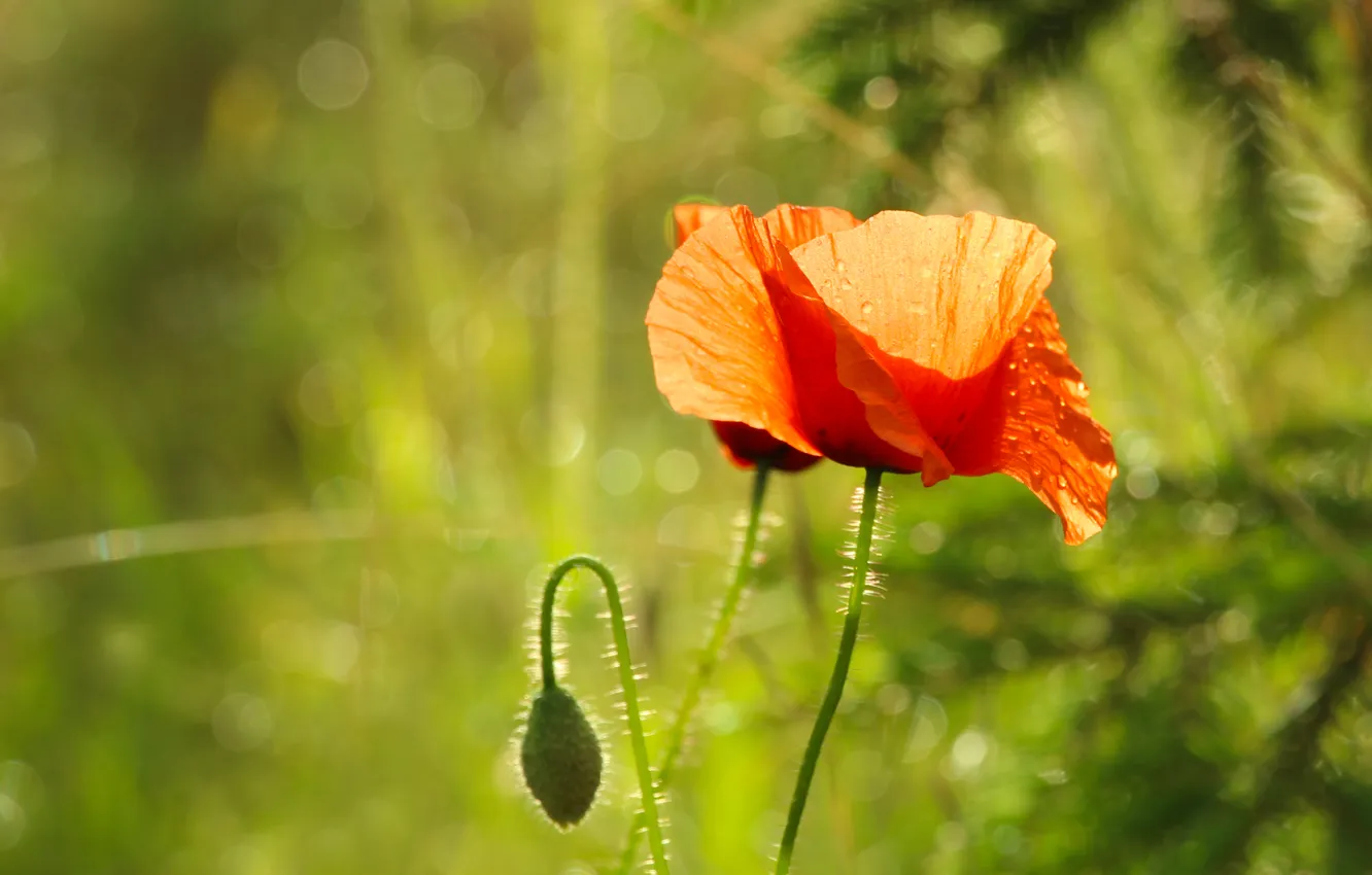 Фото обои red, flower, poppy