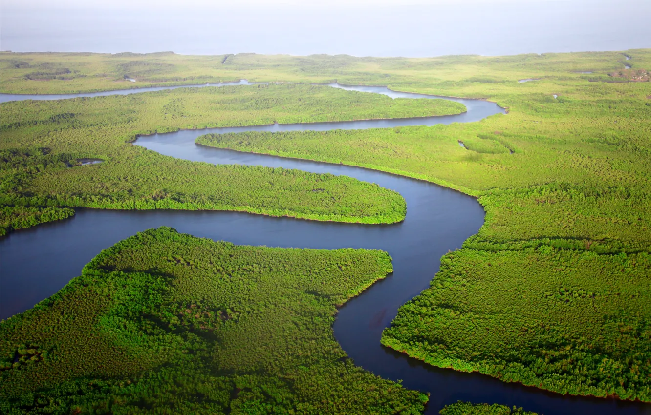 Фото обои зелень, природа, река, заросли, вид сверху, дельта, с высоты птичьего полета, drone view wallpaper