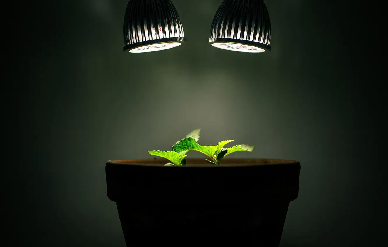 Фото обои свет, лампы, растения, горшок