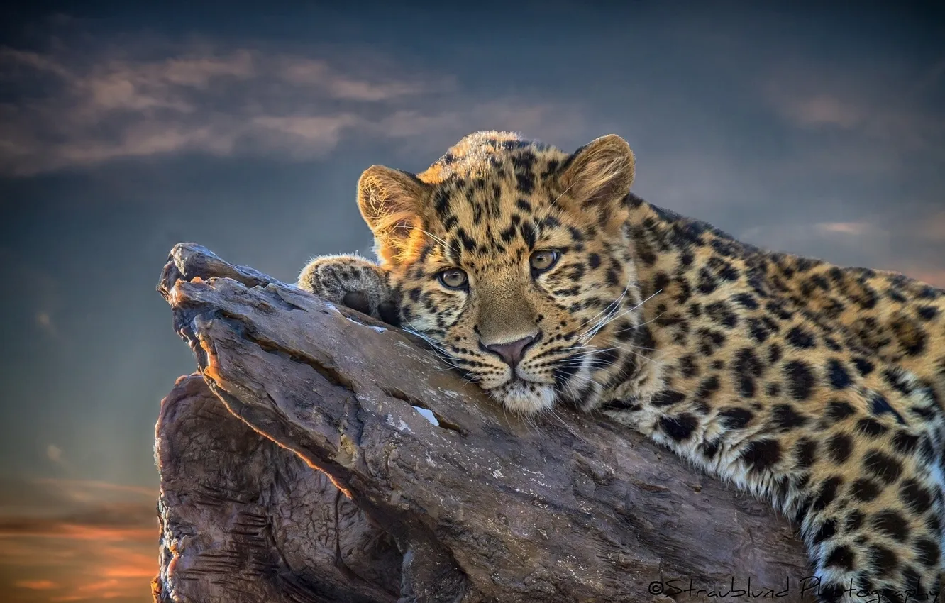 Фото обои взгляд, отдых, леопард