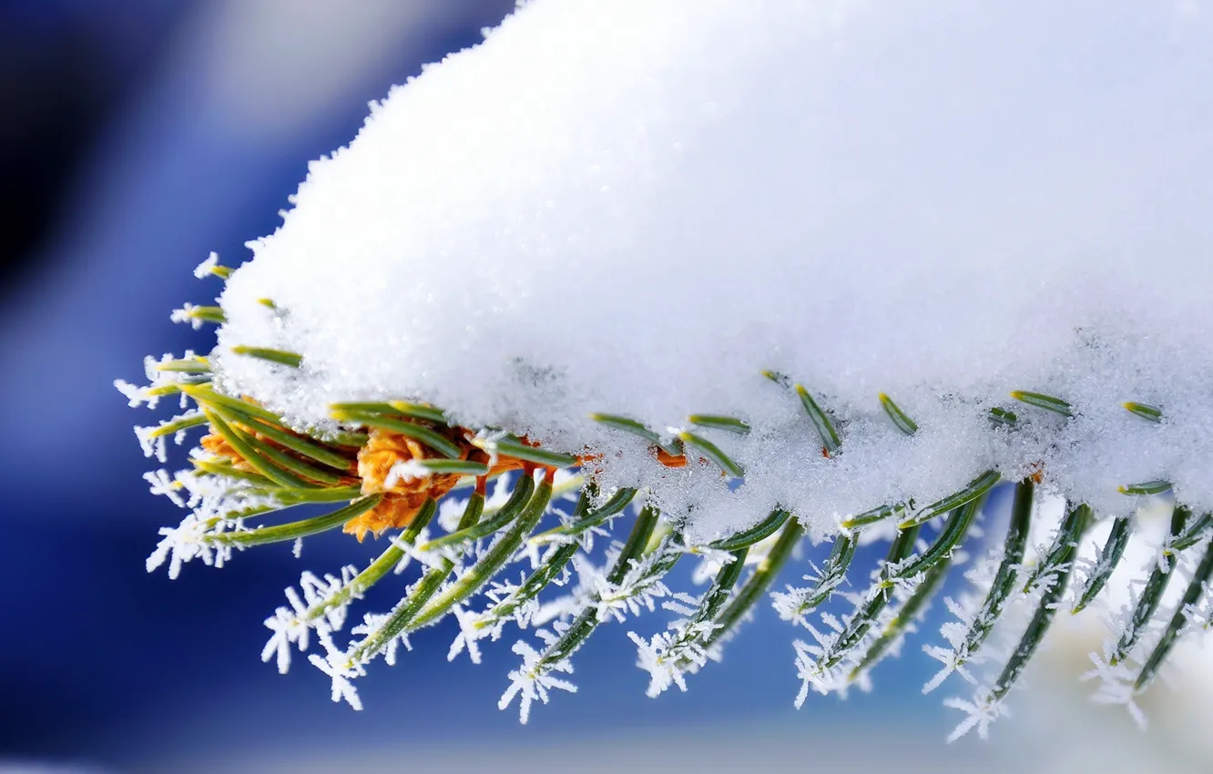 Фото обои nature, winter, snow, macro, spruce, Branch