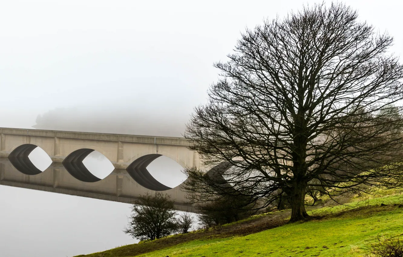 Фото обои мост, туман, дерево, арка
