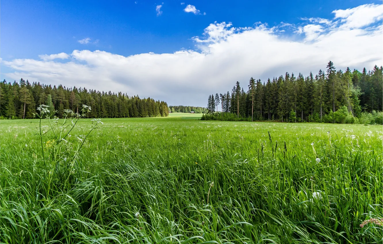 Фото обои grass, forest, sky, trees, field, landscape