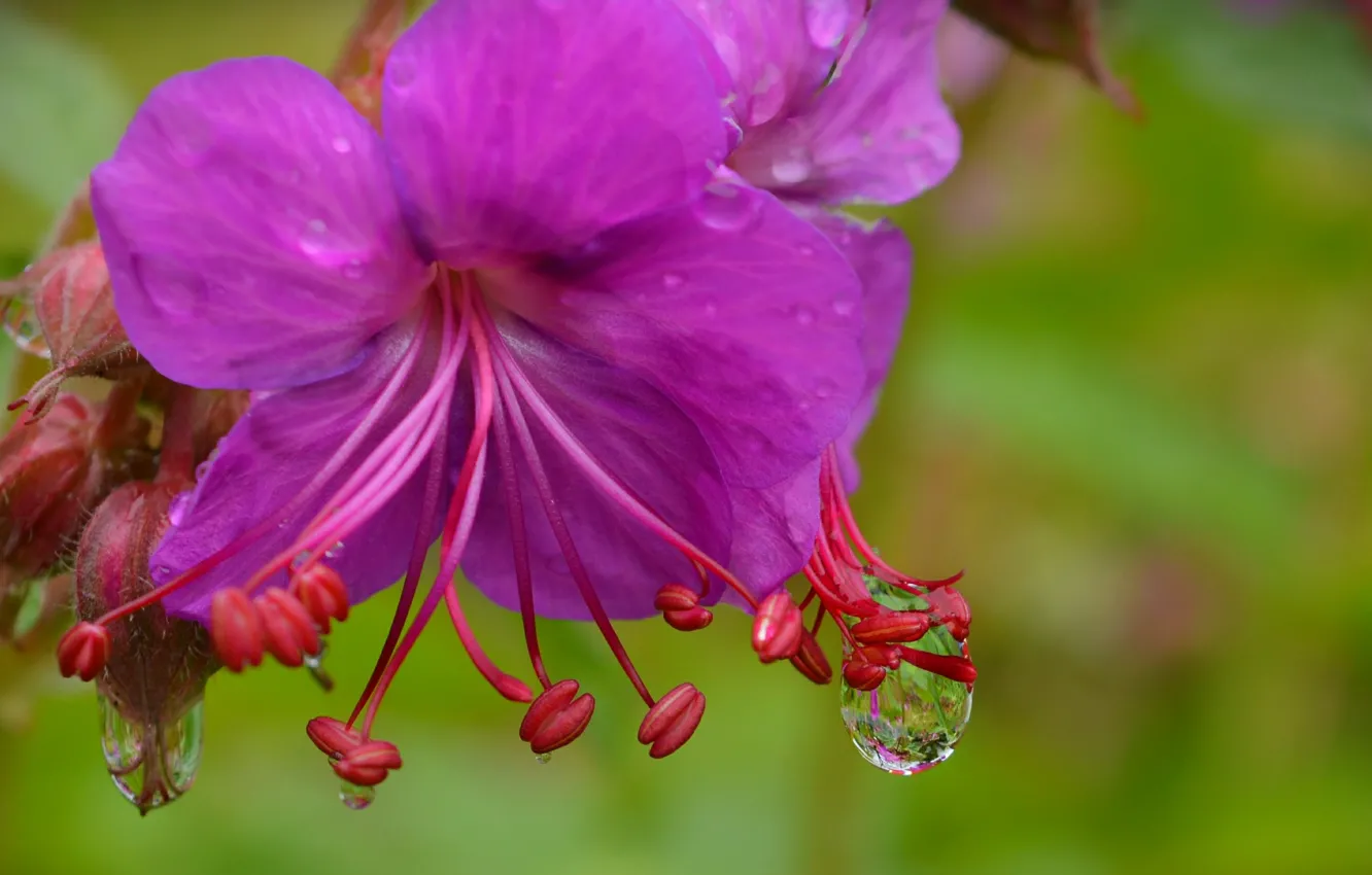 Фото обои Макро, Капли, Macro, Drops, Фиолетовый цветок, Purple flower