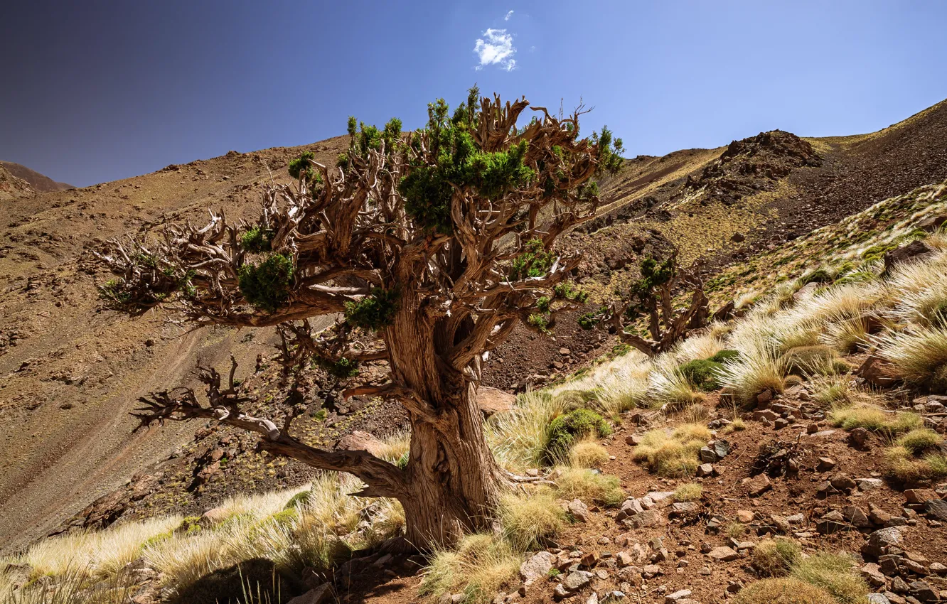 Фото обои небо, камни, дерево, Африка, Марокко