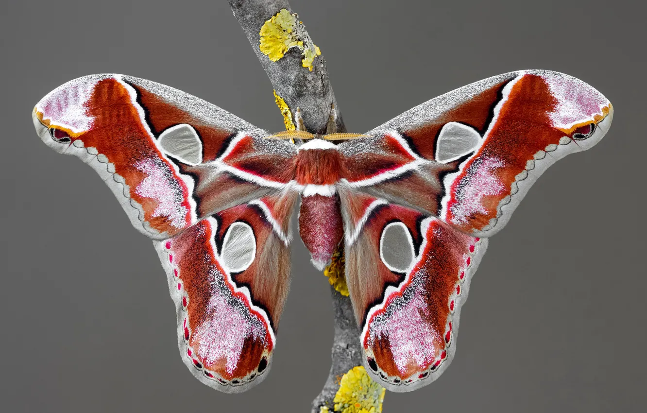 Фото обои макро, серый, фон, узор, бабочка, ветка, насекомое, рыжая
