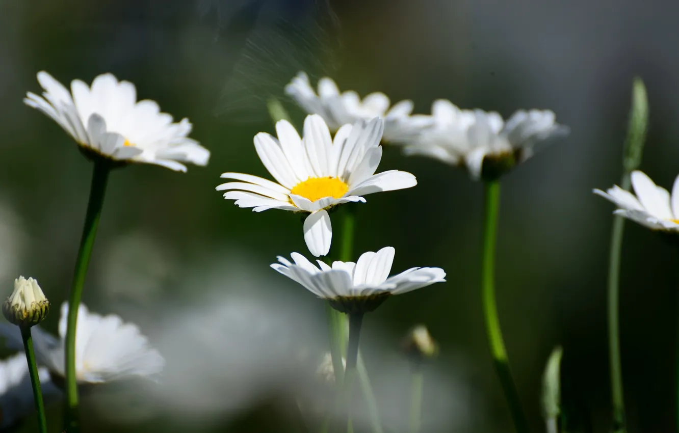 Ромашка ромашка белая какашка. Ромашка цветы. Ромашка белый цвет песня. Ромашка белый цвет песня. Ромашка белая гармонь.