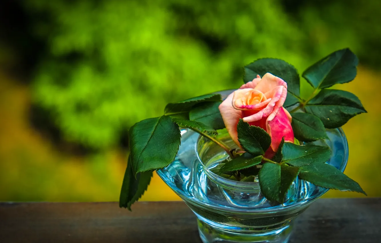Фото обои листья, роза, бутон, ваза