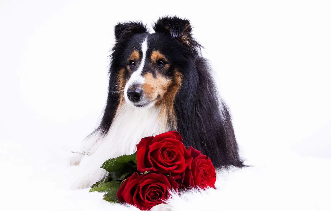 Фото обои цветы, животное, розы, собака, пёс, колли