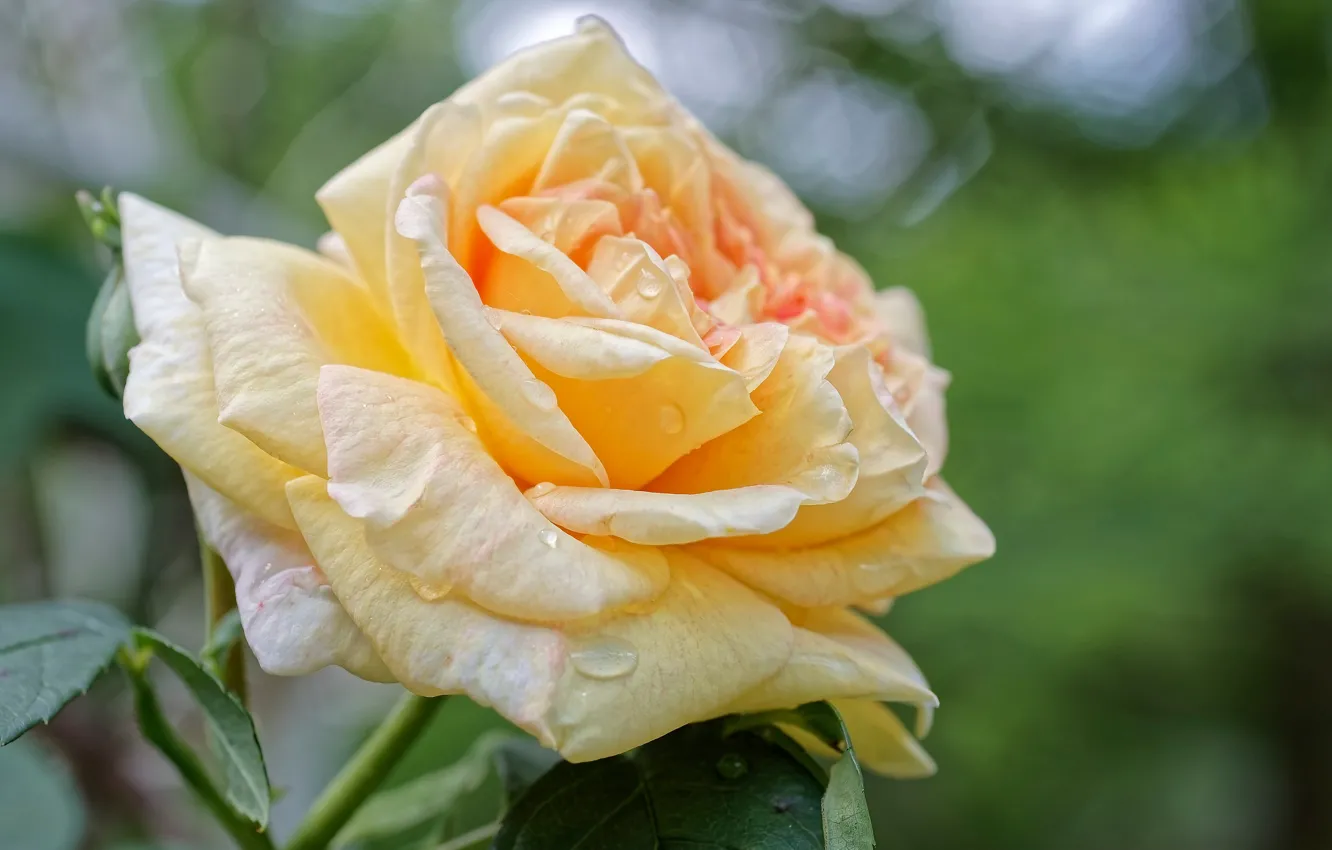 Фото обои цветок, капли, макро, роза, желтая, боке