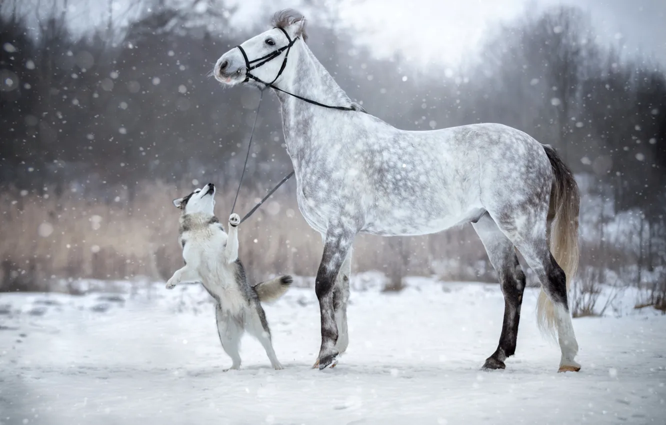 Фото обои зима, снег, лошадь, собака, уздечка