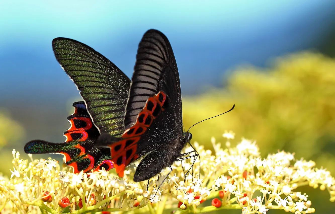 Фото обои макро, цветы, бабочка, крылья