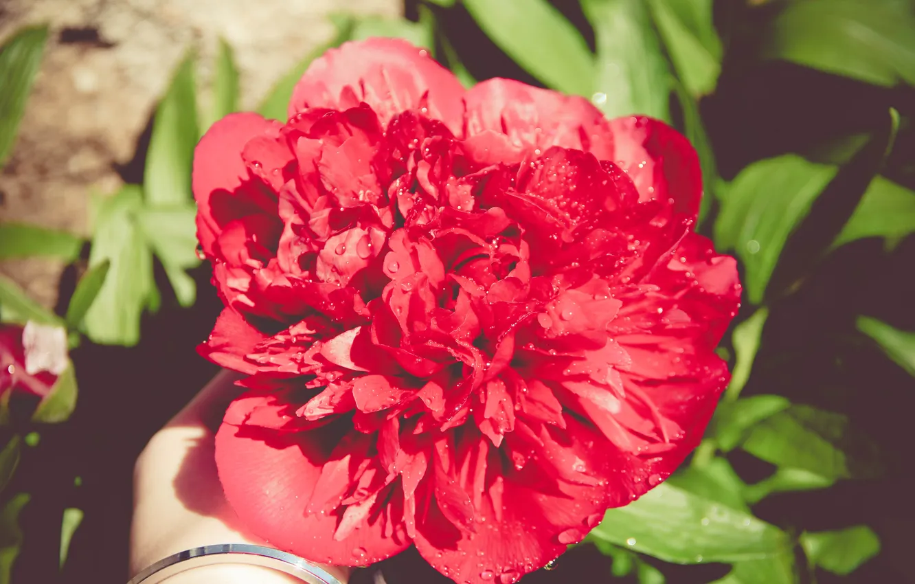 Фото обои цветок, лепестки, красные
