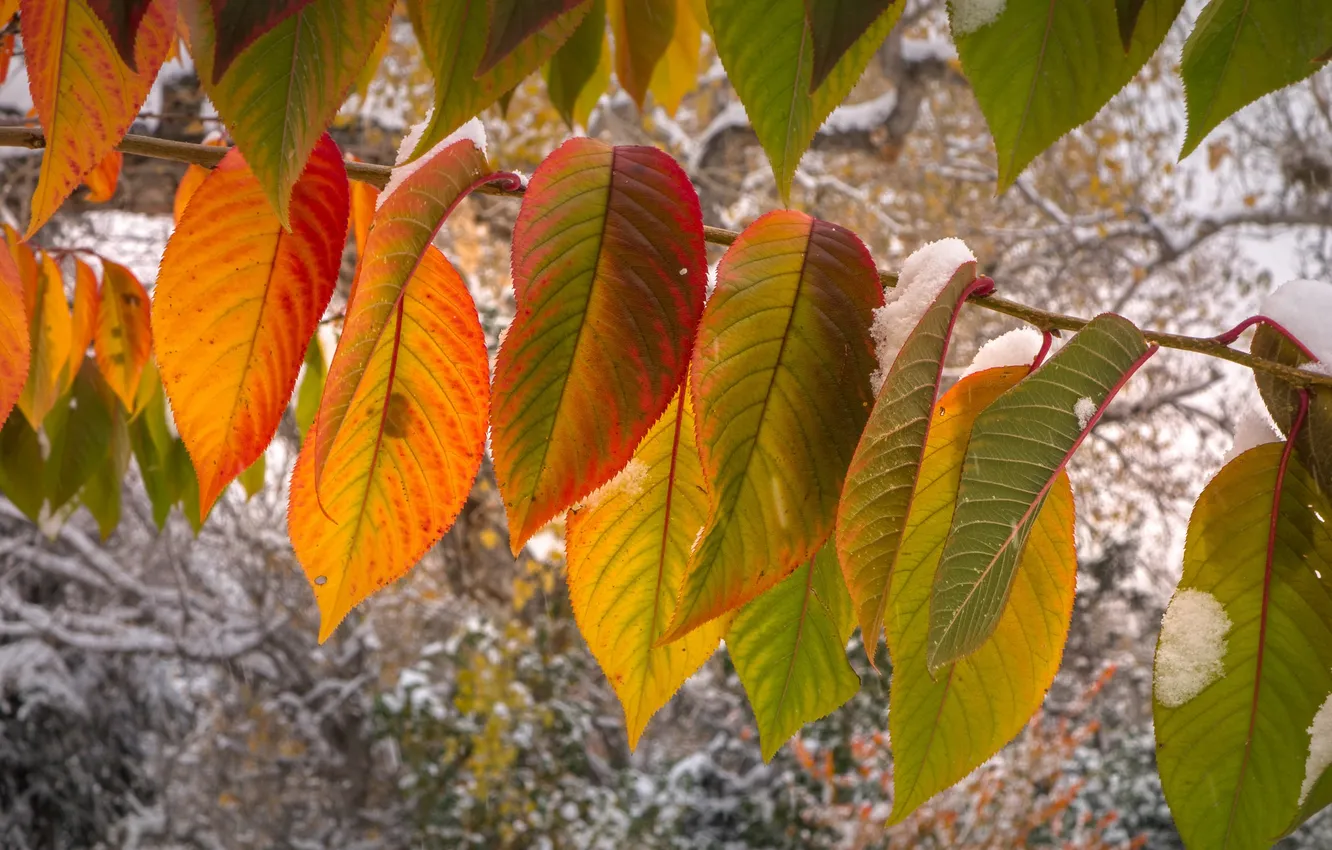 Фото обои осень, листья, макро, снег, ветка