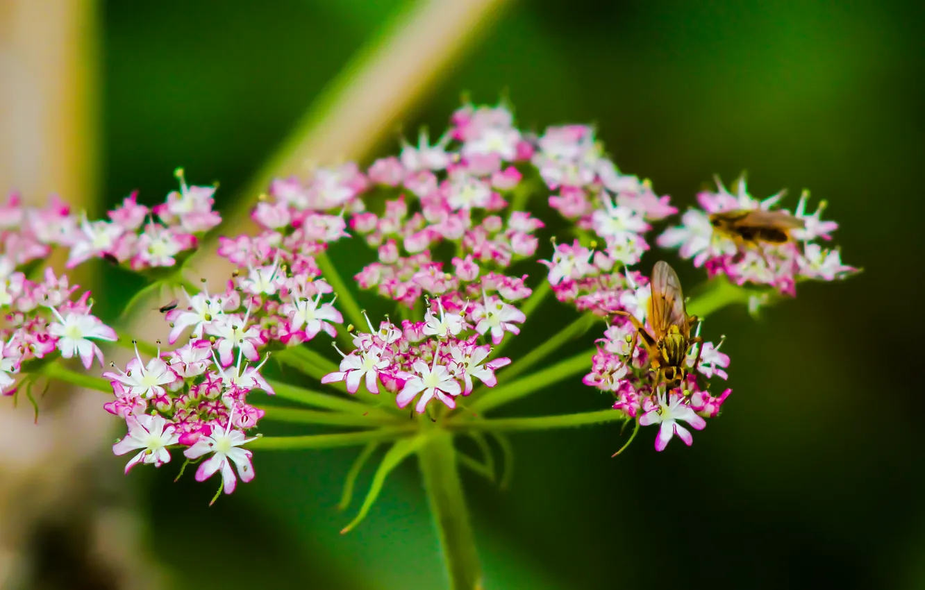 Фото обои цветочки, flowers, боке, bokeh