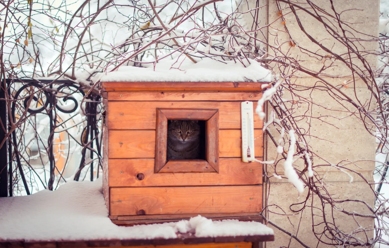Фото обои зима, кошка, кот, взгляд, снег, ветки, природа, ограда