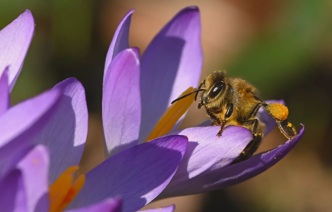 Фото обои макро, пчела, весна, лепестки, крокусы, насекомое, шафран