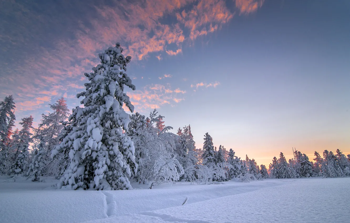 Фото обои Небо, Природа, Зима, Снег, Ель