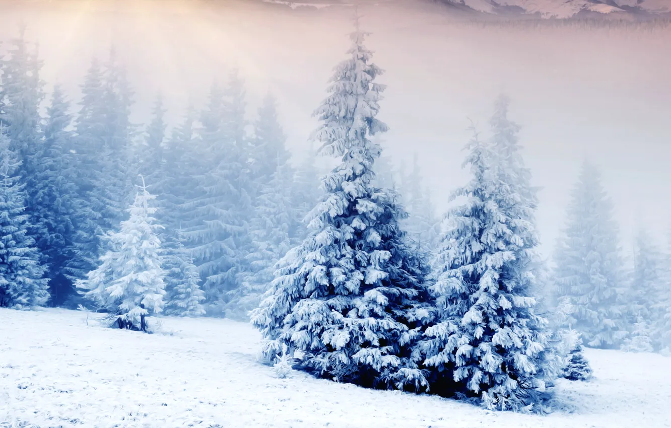 Фото обои лес, снег, Зима, мороз