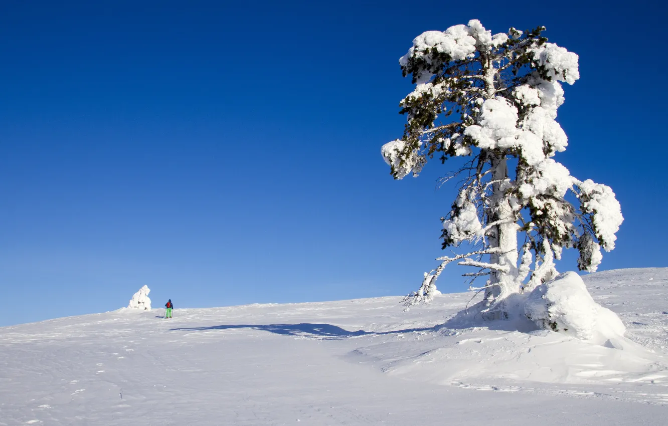 Фото обои зима, небо, свет, снег, следы, природа, синева, дерево