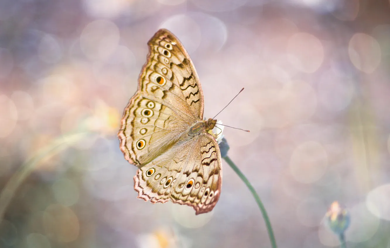 Фото обои макро, бабочка, крылья, насекомое, боке