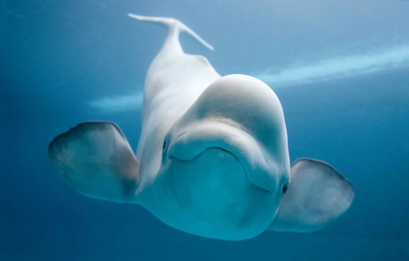 Фото обои White, Ocean, Beluga, Whale