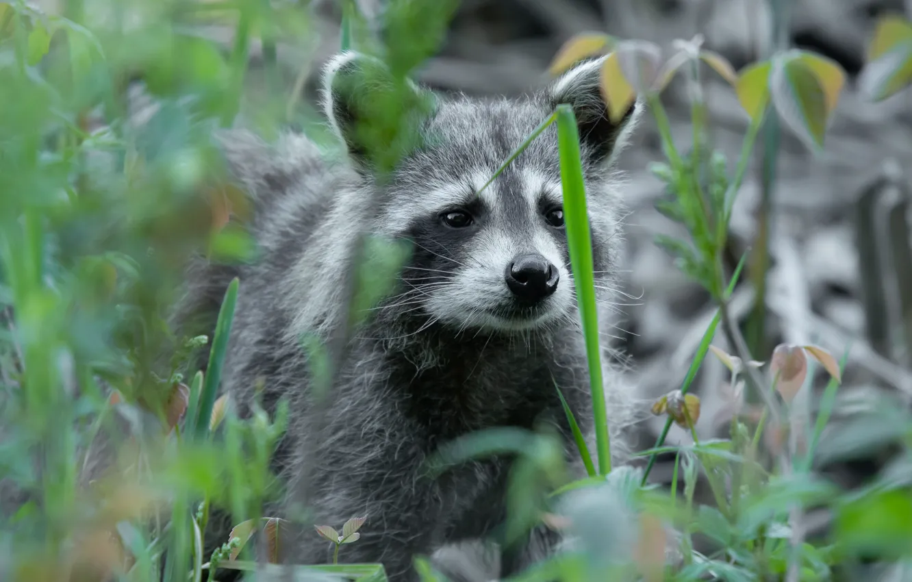 Фото обои взгляд, морда, портрет, енот, боке