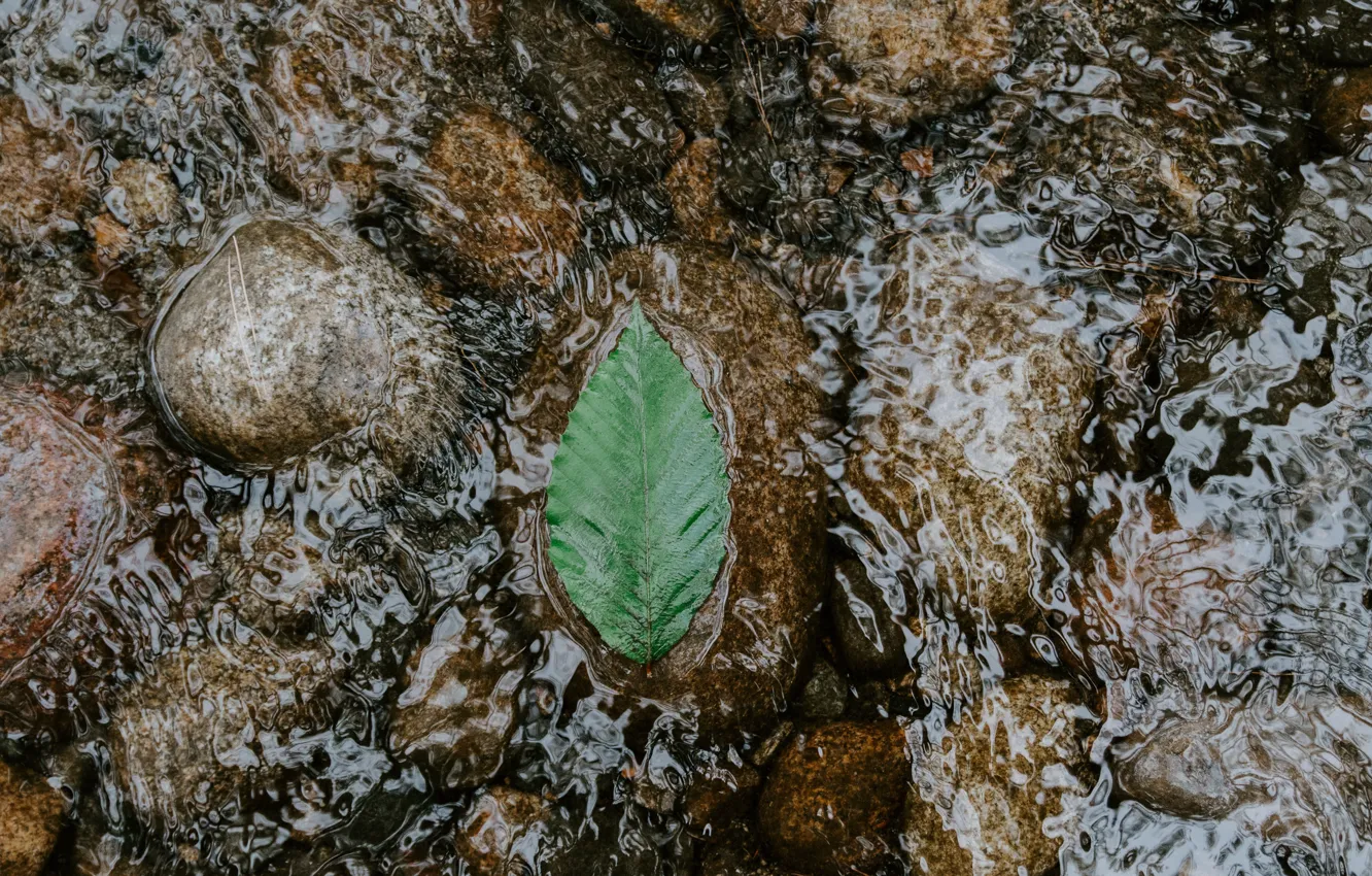 Фото обои вода, ручей, камни, листок