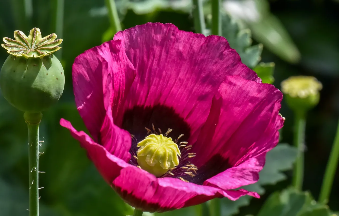 Фото обои макро, мак, плоды, розовые