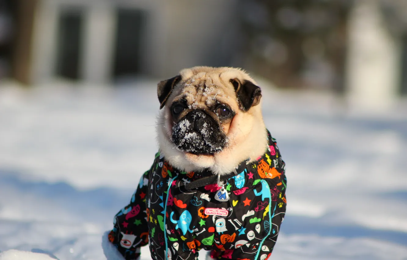 Фото обои зима, снег, Мопс, pug