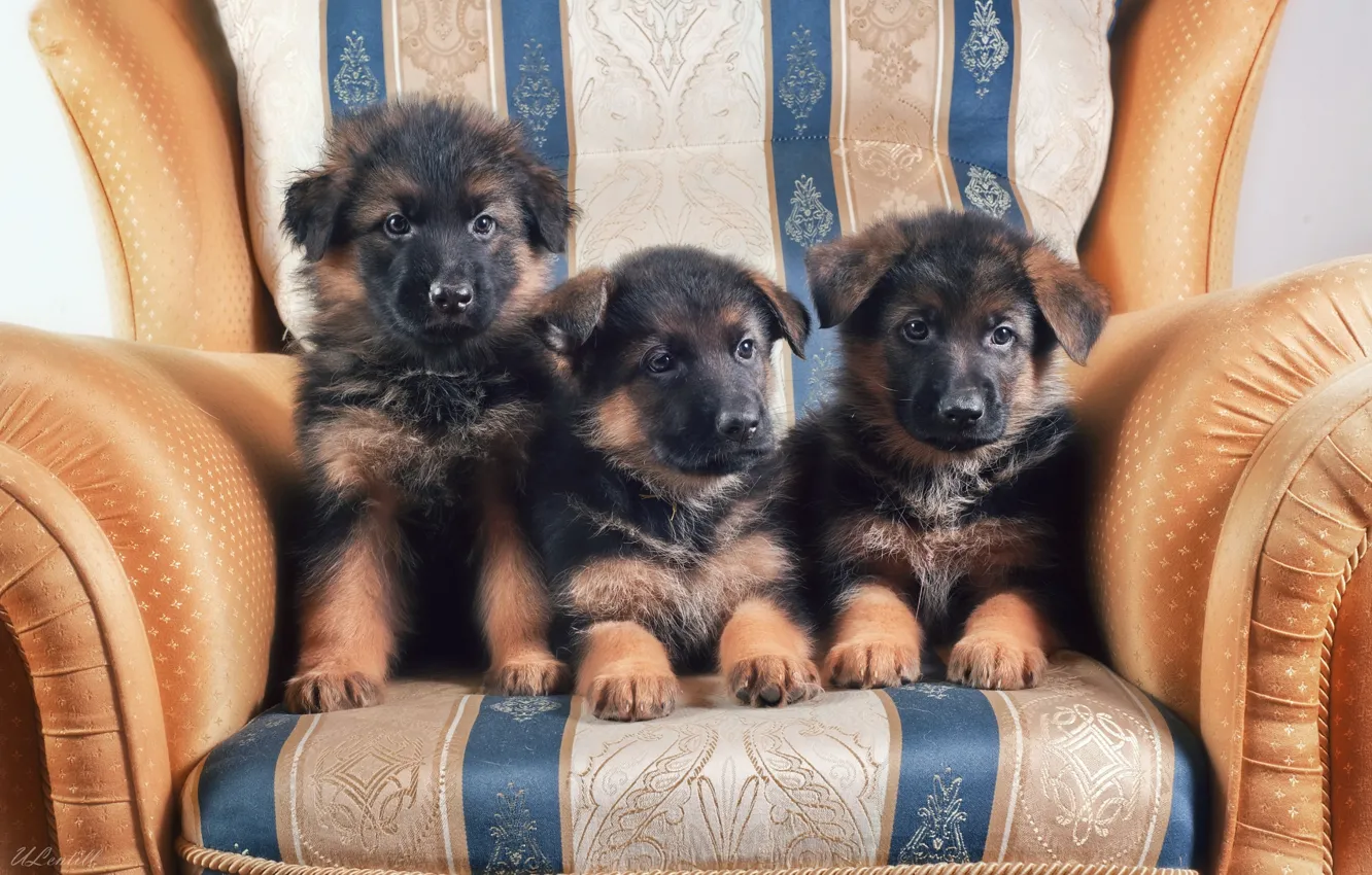 Фото обои кресло, щенки, трио, немецкая овчарка