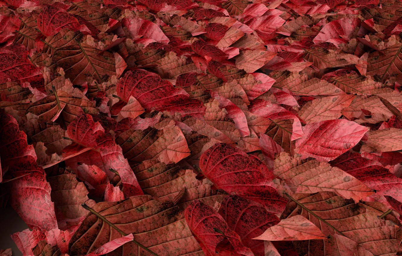 Фото обои осень, листья, фон, colorful, red, autumn, leaves, осенние