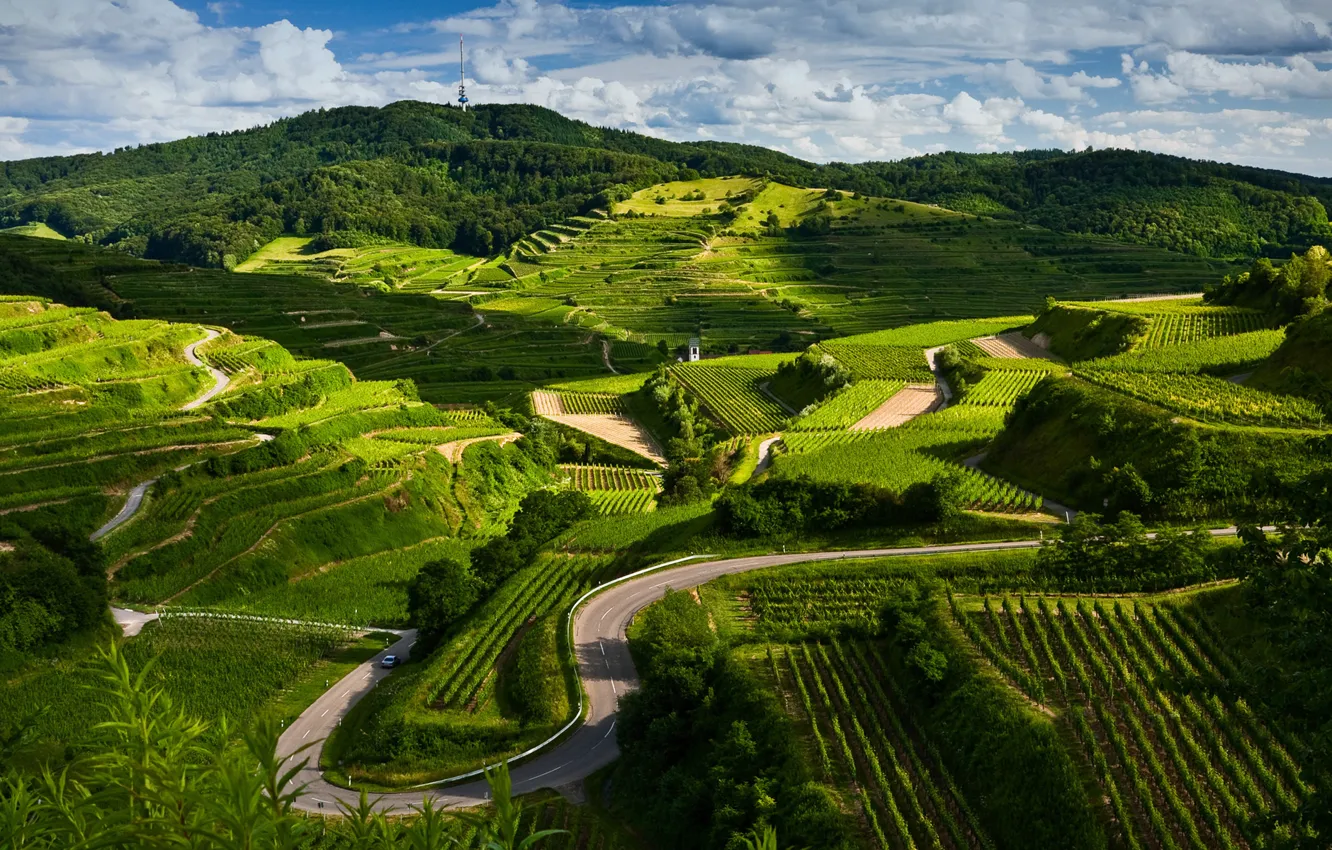 Фото обои дорога, пейзаж, природа, вид, поля, виноградники