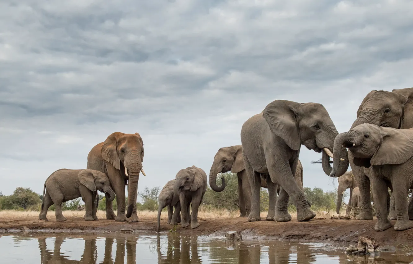 Фото обои природа, Африка, слоны